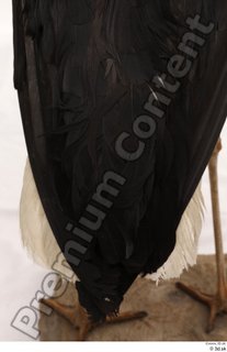 Black stork back tail wing 0001.jpg